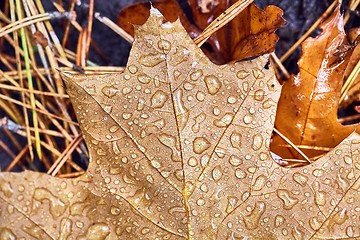 Image showing Fallen autumn leaves