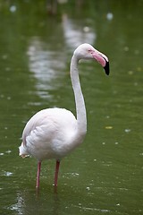 Image showing Flamingo standing in water