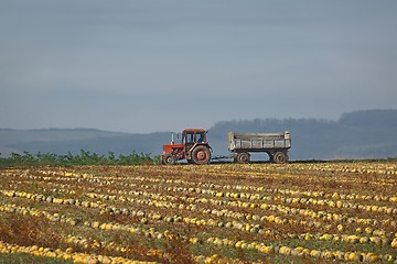 Image showing Pumpkin field view