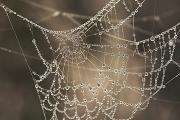 Image showing Spider web with water drops