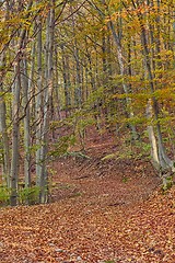 Image showing Autumn forest path