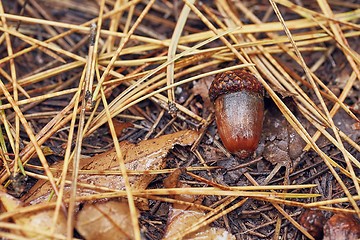 Image showing Acorn on the ground