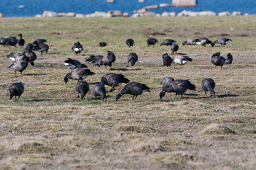 Image showing Flock with migrating Brent Geese