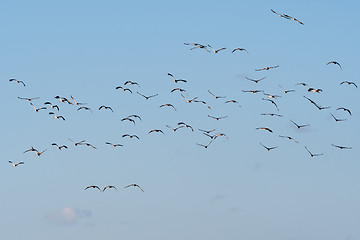 Image showing Group with flying birds