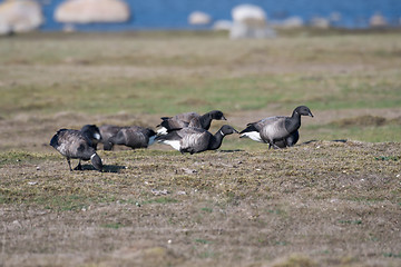 Image showing Flock with grazing Brent Geese