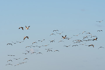 Image showing Migrating Common Cranes