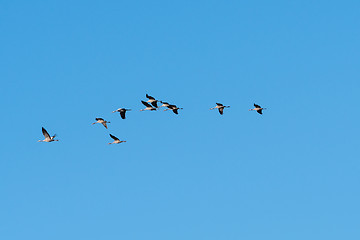 Image showing Migrating cranes flying in a line