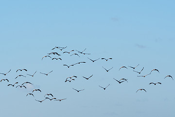 Image showing Flock with flying cranes