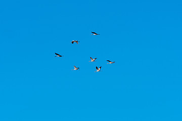 Image showing Group with migrating cranes