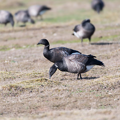 Image showing Grazing Brent Geese in a grassland