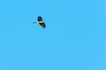 Image showing Hunting Sparrowhawk by blue skies