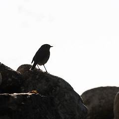 Image showing Robin bird silhouette