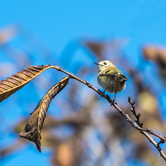 Image showing Banded little Goldcrest bird