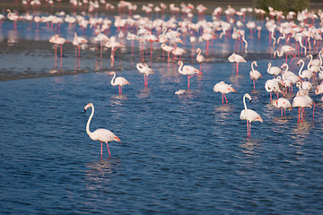 Image showing Flock of adorable pink flamingos