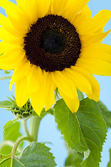 Image showing Sunflower against blue