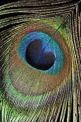 Image showing Peacock feather