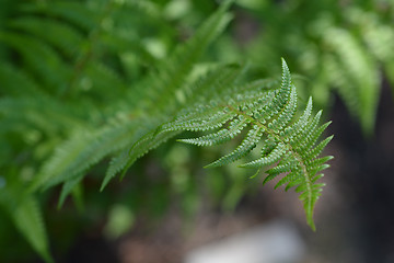 Image showing Common male fern
