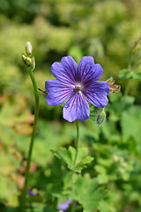 Image showing Purple cranesbill Rosemoor