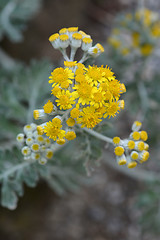 Image showing Silver ragwort