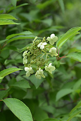 Image showing Rough-leaved hydrangea