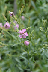 Image showing Tufted Soapwort