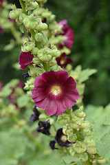 Image showing Common hollyhock