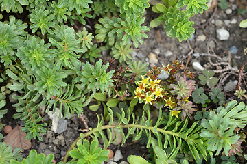 Image showing Orange stonecrop