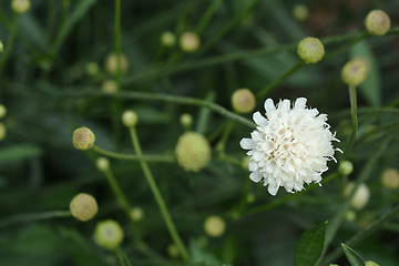 Image showing Giant scabious