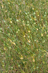 Image showing Common corn cockle