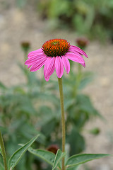 Image showing Bright Star purple coneflower