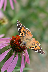 Image showing Butterfly on a flower