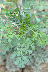 Image showing Common rue
