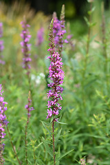 Image showing Purple lythrum