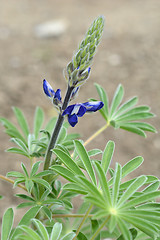 Image showing Common blue lupin