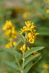 Image showing Garden loosestrife