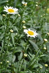 Image showing Max chrysanthemum