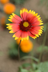 Image showing Blanket flower