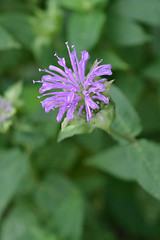 Image showing Wild bergamot