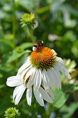 Image showing White coneflower