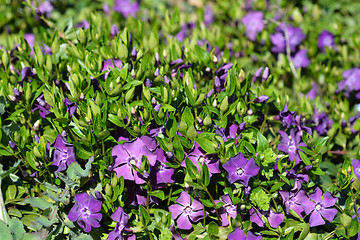 Image showing Common periwinkle