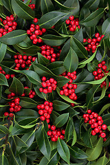 Image showing Holly Bush with Red Berries 