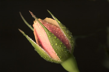 Image showing The rose