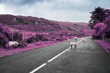 Image showing surreal purple sheep grazing on road in ireland