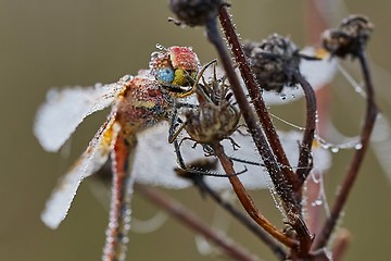 Image showing Dragonfly with water drops all over