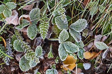 Image showing Frozen leaves with frost