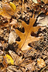 Image showing Fallen autumn leaves