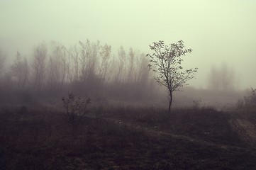 Image showing Haunting foggy landscape