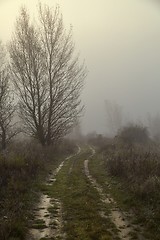 Image showing Path in fog