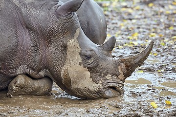 Image showing Rhinoceros in the mud