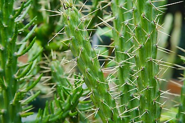 Image showing Cactus plant detail